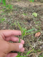 Dichanthelium commonsianum