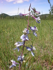 Delphinium nuttallianum