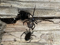 Steatoda borealis