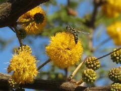 Pseudoscaeva meridionalis