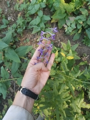 Delphinium × occidentale