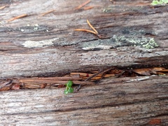 Xylographa parallela