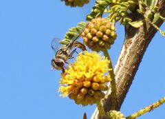 Pseudoscaeva meridionalis