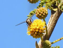 Pseudoscaeva meridionalis