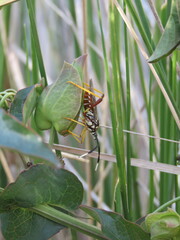 Holhymenia histrio