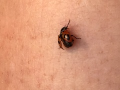 Hippodamia parenthesis