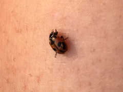 Hippodamia parenthesis