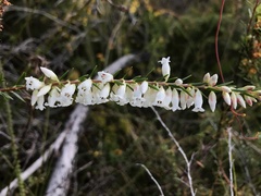 Epacris obtusifolia