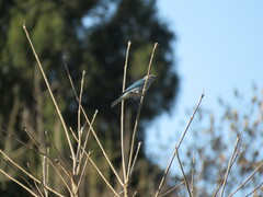 Thraupis sayaca