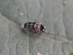 Mordellinae