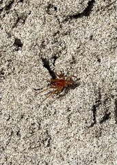 Dysdera