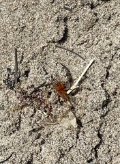 Dysdera