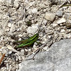 Euthystira brachyptera