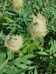 Pulsatilla occidentalis