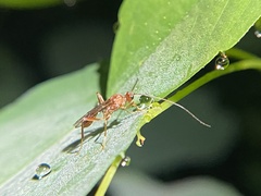 Braconidae