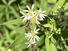 Vespula