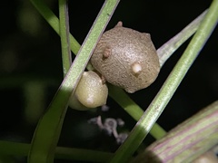 Dioscorea polystachya