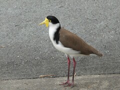 Vanellus miles novaehollandiae