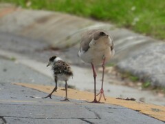 Vanellus miles novaehollandiae