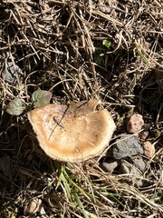 Lentinus brumalis