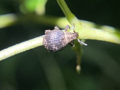 Pseudocneorhinus bifasciatus