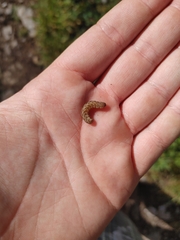 Erannis tiliaria