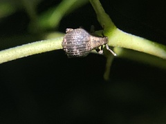 Pseudocneorhinus bifasciatus