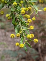 Acacia paradoxa