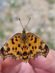 Polygonia c-aureum