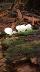 Pleurocybella porrigens