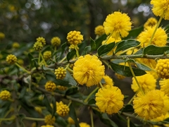 Acacia paradoxa