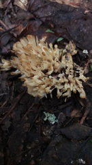 Sebacina schweinitzii