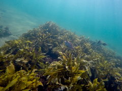 Meuschenia hippocrepis