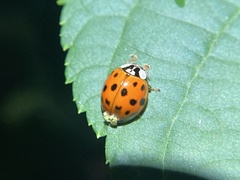 Hesperomyces harmoniae