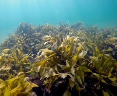 Meuschenia hippocrepis