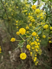 Acacia paradoxa