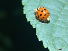 Hesperomyces harmoniae