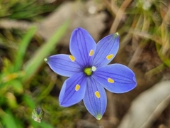 Chamaescilla corymbosa
