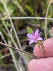 Boronia parviflora