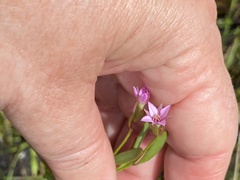 Boronia parviflora