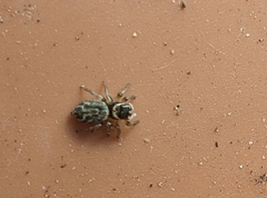 Maratus griseus