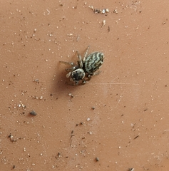 Maratus griseus