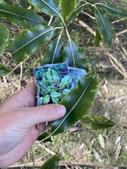 Pittosporum eugenioides