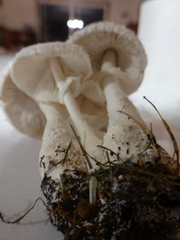 Amanita polypyramis