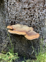Fomitopsis schrenkii