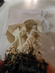 Amanita polypyramis
