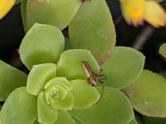Oxyopes gracilipes