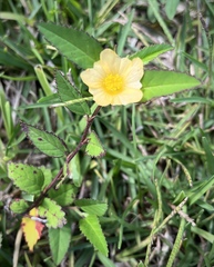 Sida ulmifolia