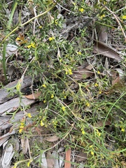 Synaphea