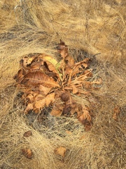 Wyethia angustifolia